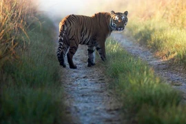 Hổ dữ thoát khỏi rừng quốc gia liên tiếp ăn thịt 10 người