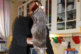 Bắt được chuột khổng lồ dài 38 cm, chưa tính đuôi