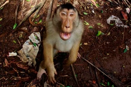 Indonesia: Dân làng bị khỉ dữ tấn công