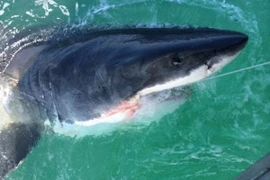 Doanh nhân bắt được cá mập trắng nặng 2 tấn 