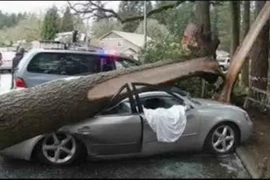 Bị cây cao đổ nát xe, 2 người may mắn sống sót