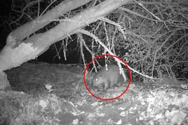 Hải ly hoang dã được phát hiện trở lại sau 500 năm tuyệt chủng 