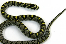  Australia: Phát hiện rắn trên máy bay