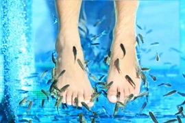Hiểm hoạ khôn lường từ liệu pháp làm đẹp bằng cá, lươn