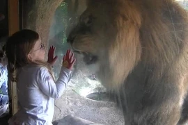 Bé gái 3 tuổi bình thản... "vuốt râu hùm" 