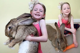 Con thỏ lớn nhất thế giới ăn hết 4.000 củ cà rốt mỗi năm