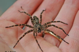 Vô tình đốt nhà khi đang cố bắt nhện 