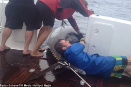 Bắt được cá ngừ khổng lồ trị giá 2 triệu USD 