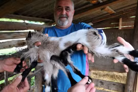 Dê 8 chân xuất hiện ở Croatia 