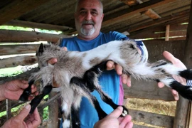 Dê 8 chân xuất hiện ở Croatia 