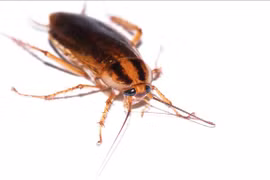 Trung Quốc làm xổng trại một triệu con gián