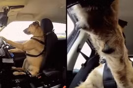 Chú chó siêu đẳng biết điều khiển xe ôtô