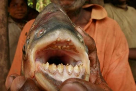 Tóm gọn quái vật chuyên cắn... tinh hoàn của ngư dân