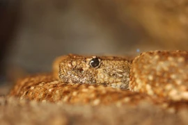 Rắn độc “tỉnh dậy” và cắn người sau 3 tháng bị ngâm trong bình