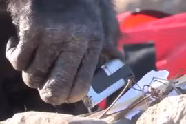 Chú tinh tinh thông minh có thể thắp lửa và nấu bếp như con người