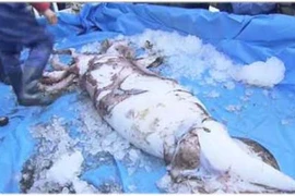 Lại bắt được mực khổng lồ ở Nhật Bản