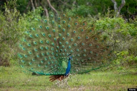 David Beckham bị bắt vì hiếp dâm một… con công