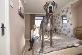 Con chó cao 2.2 mét, nặng 70 kg