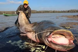 Bắt được cá trê khổng lồ bị nghi ngờ đột biến từ phóng xạ Chernobyl
