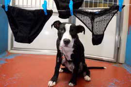 Chú chó có sở thích ăn... đồ lót phụ nữ