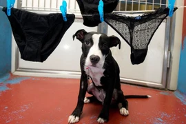 Chú chó có sở thích ăn... đồ lót phụ nữ