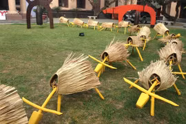 Gần 100 con trâu có chuyển động kỳ lạ