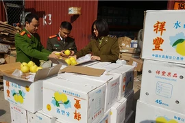Ngăn chặn gần 4 tấn trái cây "mập mờ" định tuồn vào chợ đầu mối