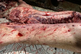 Khởi tố 3 đối tượng mua bán hơn 61 tấn lợn nhiễm dịch bệnh tại Hà Nội