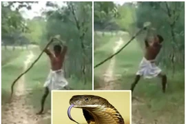 Người đàn ông tay không quật chết hổ mang chúa, trả thù cho con trai