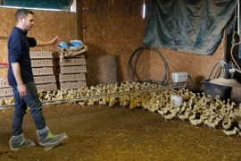 Pháp tiêu hủy 600.000 gia cầm phòng dịch cúm lây lan