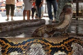 Người đàn ông bị trăn "khổng lồ" siết chết