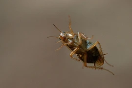 Đang ngủ bị gián chui qua mũi, vào sâu trong hộp sọ