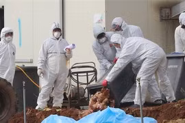 Tây Ban Nha tiêu hủy hàng nghìn con vịt nghi nhiễm H5N8