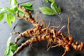 Bộ trưởng Bộ Y tế: Việt Nam vẫn đang lãng phí nguồn dược liệu quý