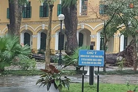 Lo ngại cây xanh lâu năm hỏng rễ gãy, đổ gây họa mùa mưa 