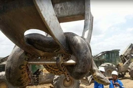 Phát hiện con trăn nặng 400kg ở công trường