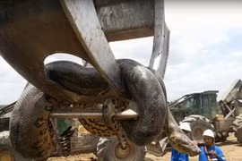 Phát hiện con trăn nặng 400kg ở công trường
