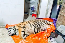 [Tin nhanh sáng 21-1-2021] Chủ nhà mua hổ 250 kg về nấu cao đã ra đầu thú