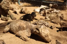 Rùng rợn vườn thú ma ở Dải Gaza