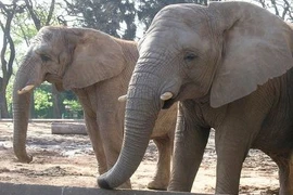 Việt Nam chỉ còn hơn 100 cá thể voi