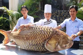 Cá hô "khủng" nặng hơn 100kg "cập bến" TP.HCM