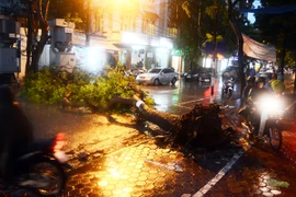 Hà Nội: Khắc phục nhanh vụ cây đổ trên phố Hàm Long