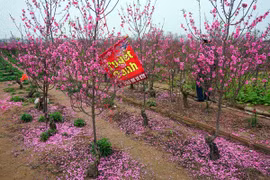 Du xuân trong rực cánh hoa đào Nhật Tân