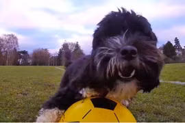 Ngỡ ngàng với tài chơi bóng của Ronaldog