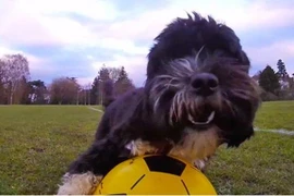 Ngỡ ngàng với tài chơi bóng của Ronaldog