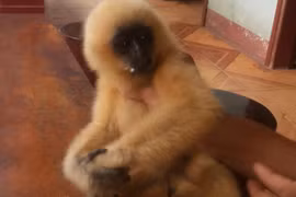 Cán bộ xã cứu sống vượn quý hiếm trên tay thợ săn