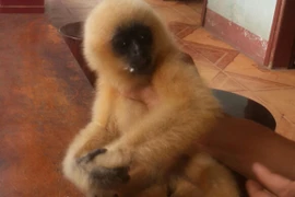 Cán bộ xã cứu sống vượn quý hiếm trên tay thợ săn