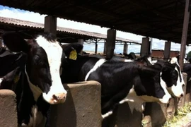 Xây dựng vùng chăn nuôi bò sữa bền vững tại Hà Nam