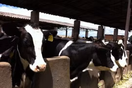 Xây dựng vùng chăn nuôi bò sữa bền vững tại Hà Nam