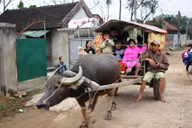 Xe trâu miễn phí đưa đón học sinh mầm non đến trường